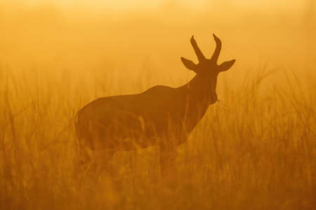 Panorama of three cheetah cubs walking togetherの写真素材