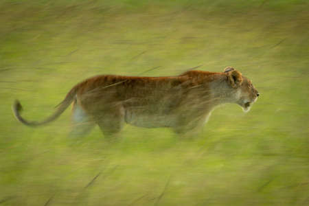 Slow pan of lioness walking through grassの写真素材