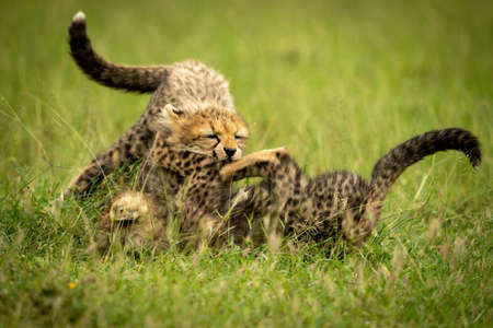 Two cheetahs sitting and lying in savannahの写真素材