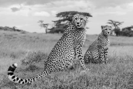 Mono cheetah and cub sit on moundの写真素材