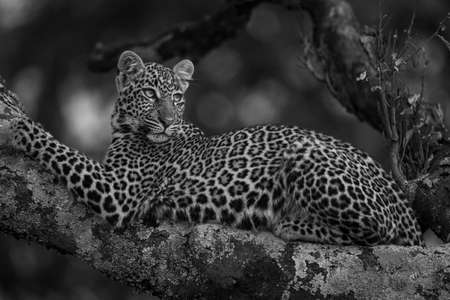 Mono leopard in tree looking for preyの写真素材