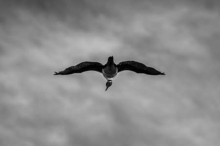 Mono imperial shag from below gliding in sky
