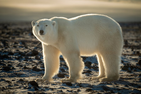 Close-up of polar bear standing looking upの写真素材