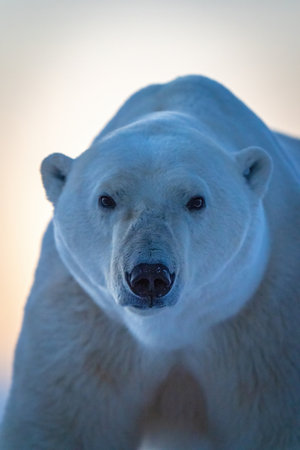 Close-up of polar bear standing looking upの写真素材