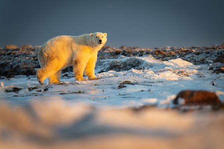 Polar bear stands among rocks on tundraの写真素材