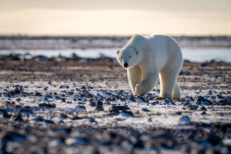 Panorama of polar bear lying on tundraの写真素材