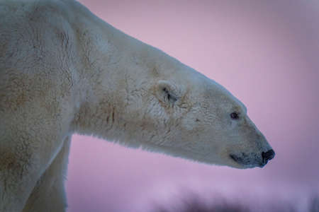Panorama of polar bear lying on tundraの写真素材