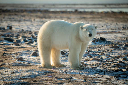 Polar bear sits on tundra opening mouthの写真素材