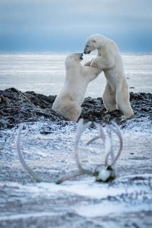 Two polar bears grappling near caribou antlersの写真素材