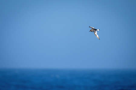 Antarctic petrel dives towards ocean in sunshine