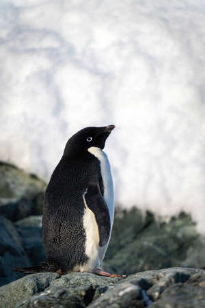 Antarctic petrel dives towards ocean in sunshineの写真素材