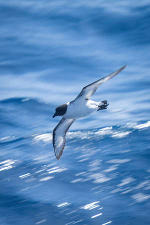 Antarctic petrel dives towards ocean in sunshine