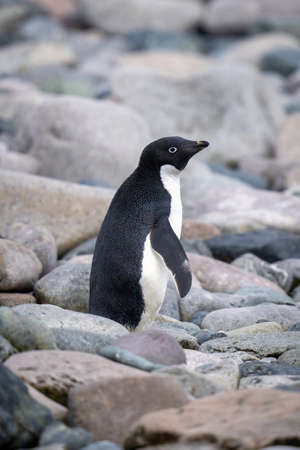Adelie penguin stands on shingle in profileの写真素材