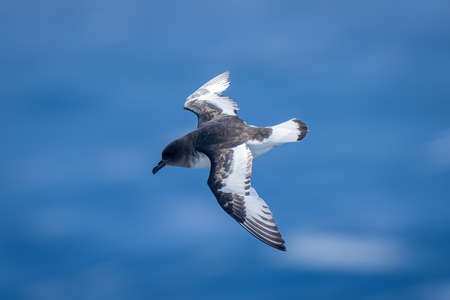 Antarctic tern approaches camera with wings liftedの写真素材