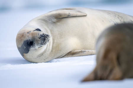 Panorama of gentoo penguin sliding through snowの写真素材