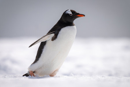 Panorama of gentoo penguin sliding through snowの写真素材