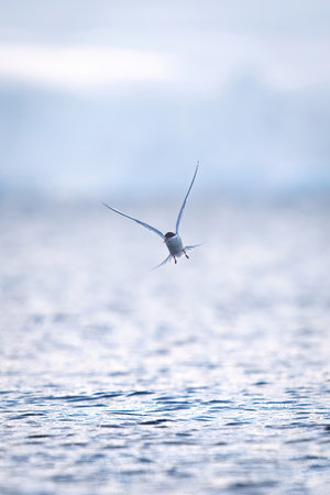 Antarctic tern flies over ocean beside inflatableの写真素材