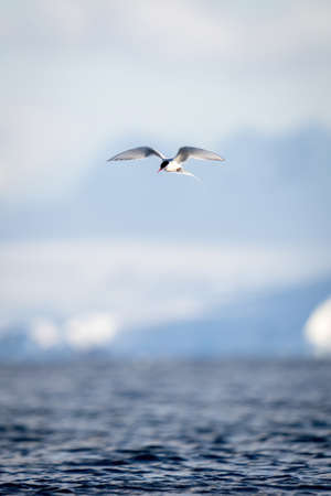 Antarctic tern flies over ocean beside inflatableの写真素材