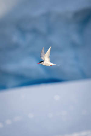 Black-browed albatross over ocean with wings spreadの写真素材