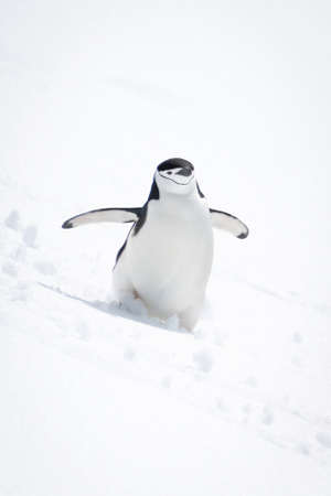 Black-browed albatross glides towards camera over oceanの写真素材