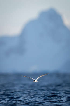 Black-browed albatross glides towards camera over oceanの写真素材