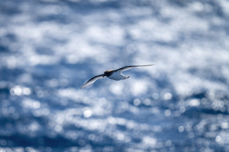 Black-browed albatross glides towards camera over oceanの写真素材