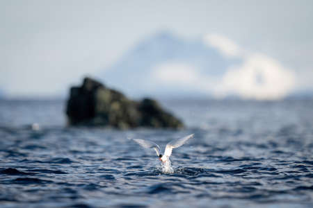 Black-browed albatross glides towards camera over oceanの写真素材