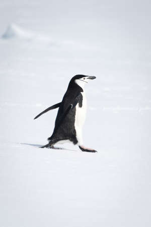Chinstrap penguin standing on snow eyeing cameraの写真素材