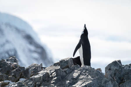 Chinstrap penguin stands near photographers in snowの写真素材