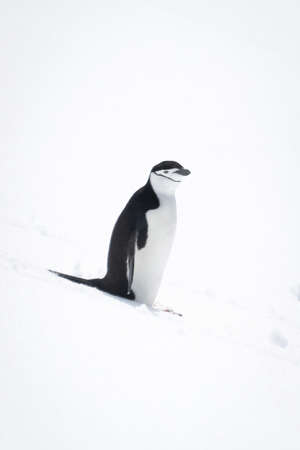 Chinstrap penguin standing on blue snow bankの写真素材