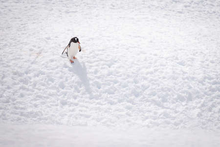 Gentoo penguin lies on belly in snowの写真素材
