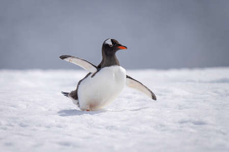 Crabeater seal lies lifting head on iceの写真素材