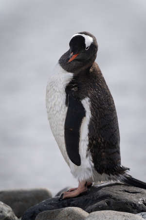 Gentoo penguin stands on rocks lifting flippersの写真素材