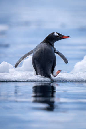Gentoo penguin stands on snow lifting flippersの写真素材