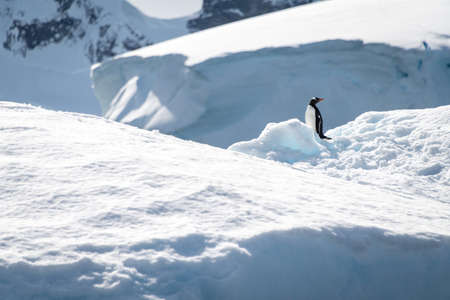 Gentoo penguin stands on snow lifting flippersの写真素材