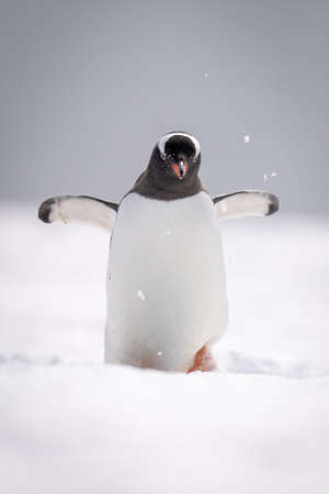 Gentoo penguin walks down hill in snowの写真素材