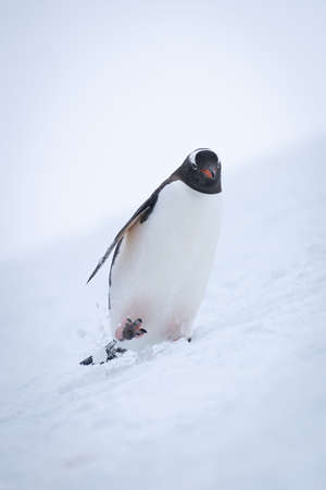 Gentoo penguin wobbling down slope through snowの写真素材