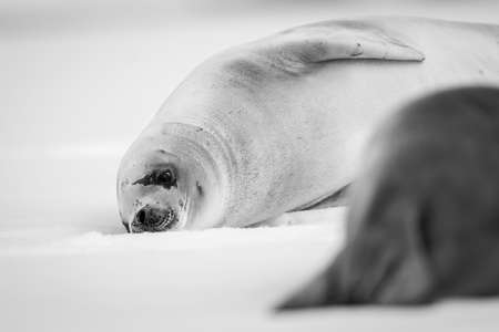 A young crabeater seal lies beside an adult on an ice floe, looking down at the ice with one eye. It has a brownish-grey body, but half of it is hidden by the other seal. Shot with a Sony a1 at Portal Point in Charlotte Bay on the Antarctic Peninsula in December 2021.
ISO 200, 560mm, f/4, 1/2000の写真素材