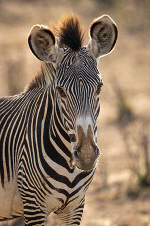 Grevy zebra stands on horizon facing cameraの写真素材