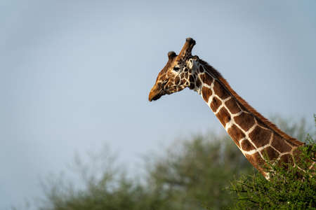 Reticulated giraffe stands in savannah with calfの写真素材