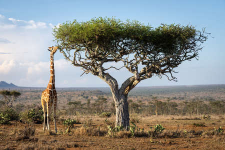 Reticulated giraffe stands in savannah with calfの写真素材