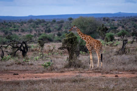 Reticulated giraffe stands in savannah with calfの写真素材