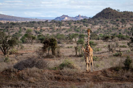 Reticulated giraffe stands on sunlit earth bankの写真素材