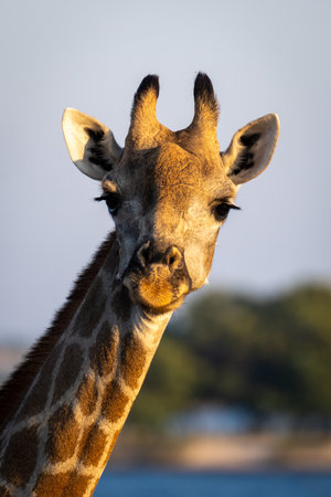 Close-up of female southern giraffe watching cameraの写真素材
