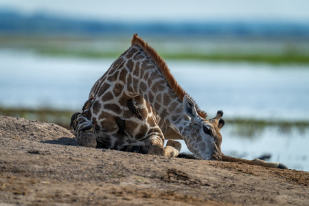Southern giraffe lies on riverbank with oxpeckersの写真素材