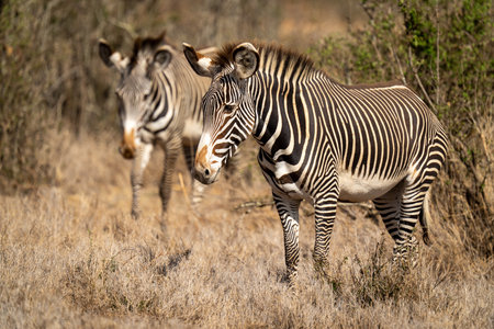Two Grevy zebra cross savannah in sunshineの写真素材