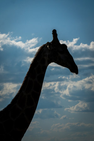 Close-up of southern giraffe silhouetted against skyの写真素材