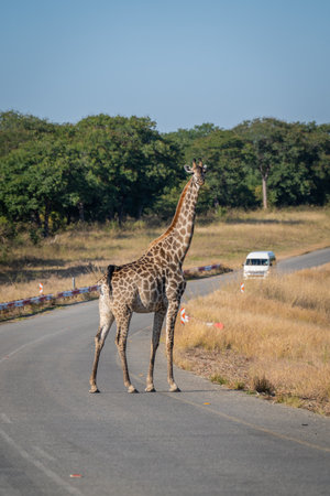 Southern giraffe stands on road near vanの写真素材