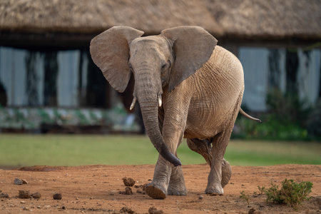 African bush elephant passes bush with calf