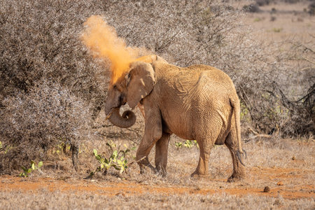 African bush elephant passes bush with calfの写真素材